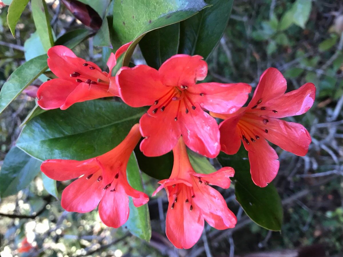 In love with&nbsp;Chopin